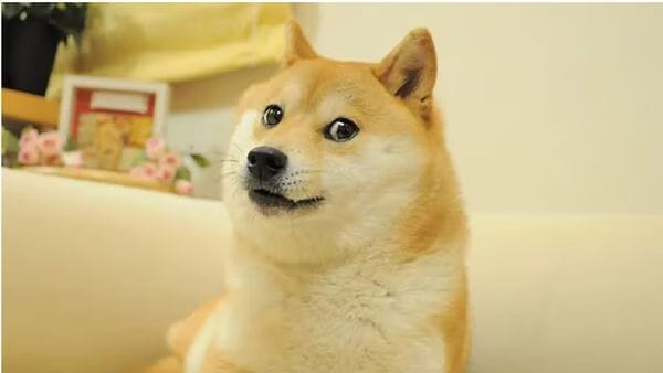 Original Doge meme image