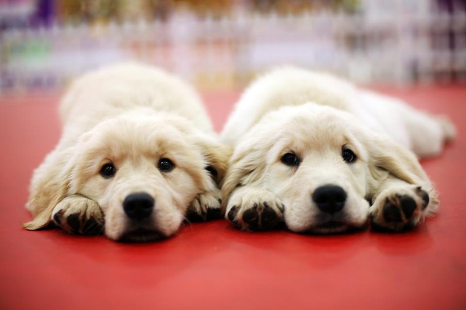 Two golden puppies lay on a red floor with their front paws stuck out in front of them.